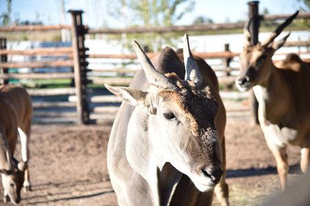 Antelope bull in the parkの写真素材