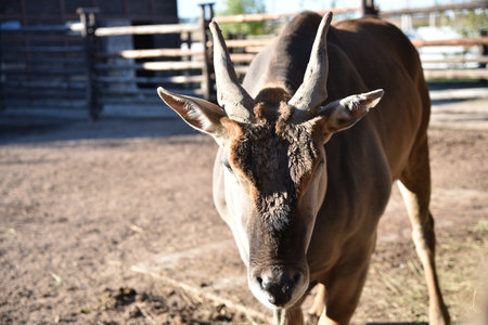 Antelope bull in the park