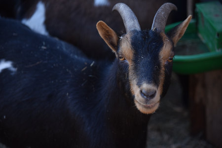 a black goat is looking at the cameraの写真素材