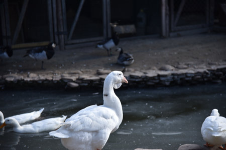 A goose on a stone near a decorative lake in a country parkの写真素材