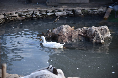 Geese and ducks swim in an ornamental pond on the park's farmの写真素材