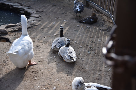 Geese and ducks near a decorative pond in a country-style parkの写真素材