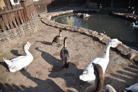Ducks and geese near a decorative pond in a country-style parkの写真素材