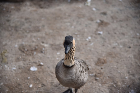 A duck with black-brown feathers in a parkの写真素材