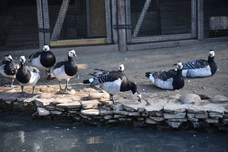 A group of black and white ducks near a pond in a country parkの写真素材