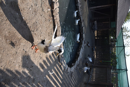 A duck with a fluffy hat on its headの写真素材