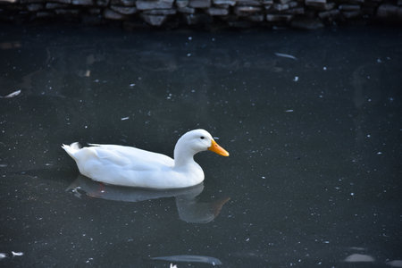 A white goose in the water of a decorative pond in a country parkの写真素材
