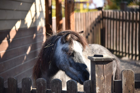 A gray pony looks out of a fence in a parkの写真素材