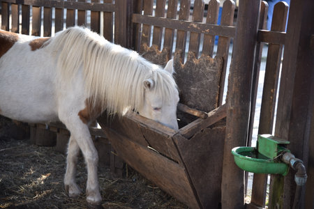 A white pony with a brown spot near a feeder behind a fence in a country parkの写真素材