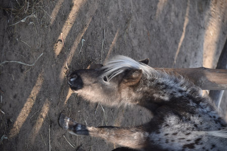 A spotted pony picks up hay in a country-style parkの写真素材