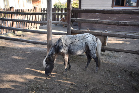 A spotted pony picks up hay in a country-style parkの写真素材