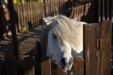 Portrait of a white pony behind a small fence in a country parkの写真素材