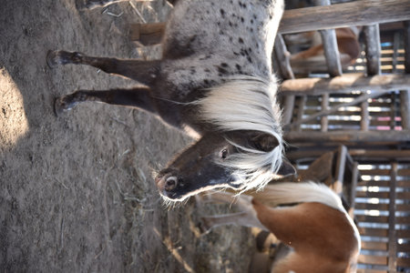 Spotted gray and white pony behind a fence in a country parkの写真素材