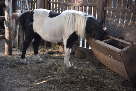 A black and white pony eats hay near a manger in a country-style parkの写真素材