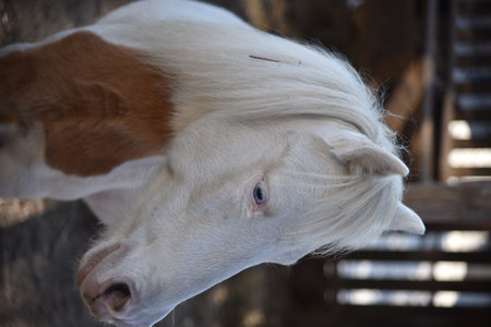 Portrait of a white pony with a brown spot and blue eyesの写真素材