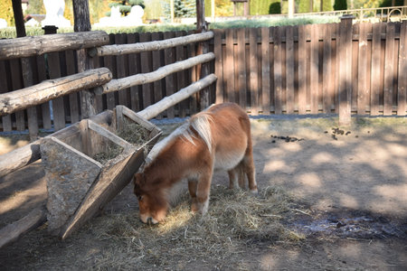 A brown pony eats hay at a feeder behind a fence in a country parkの写真素材