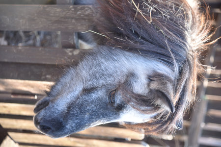 Portrait of a gray pony behind a fenceの写真素材