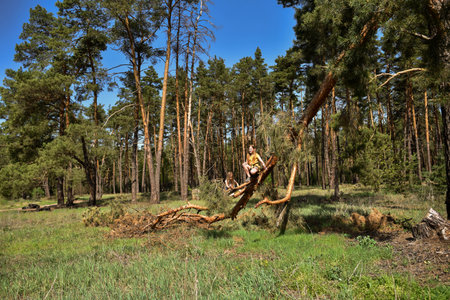 Two school-age girls climb a wind-broken pine tree in the forest