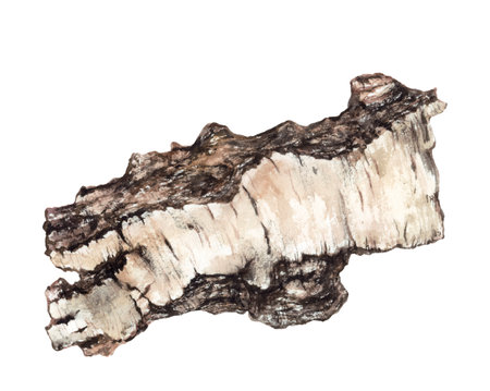 Watercolor illustration of birch bark isolated on white background.の写真素材