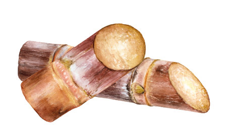 Watercolor illustration of sugar cane, isolated on white background.の写真素材