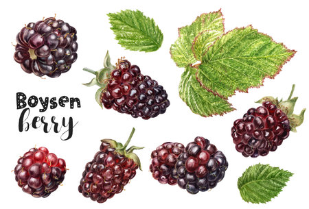 Watercolor illustration of a boysenberry berries, isolated on white background.の写真素材