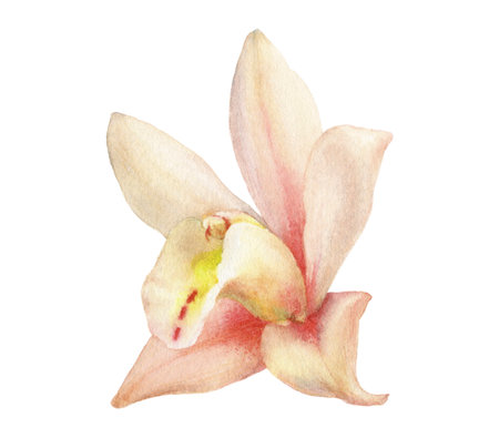 Close-up view watercolor illustration of a vanilla flower orchid, isolated on white background.の写真素材