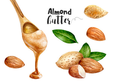 Watercolor illustration of almond and almond butter in wooden spoon close up. A hand-drawn set design template for packaging, menu, postcardsの写真素材