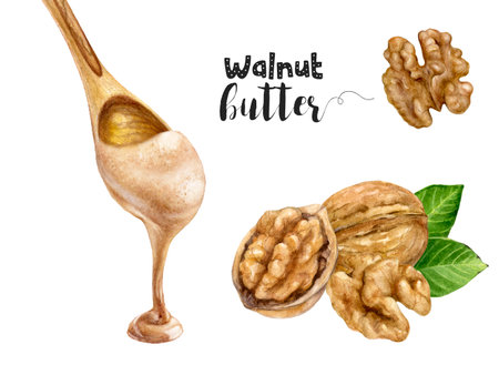 Watercolor illustration of walnut nut and walnut butter in wooden spoon close up. A hand-drawn set design template for packaging, menu, postcardsの写真素材