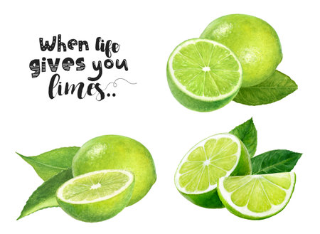 Watercolor illustration of limes set close up. Design template for packaging, menu, postcardsの写真素材