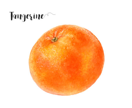 Watercolor illustration of tangerine close up. Design template for packaging, menu, postcards.の写真素材