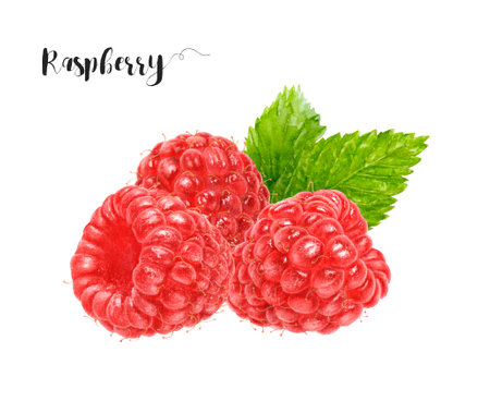 Watercolor illustration of raspberry close up. Design template for packaging, menu, postcards.