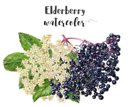 The artwork depicts elderberry flowers and berries in watercolorの写真素材