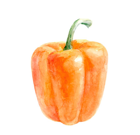 An orange bell pepper is depicted in a watercolor illustration against a plain white backdropの写真素材