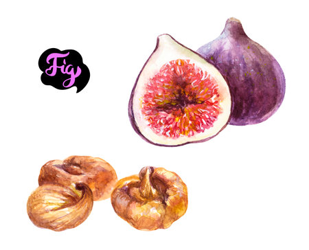 Watercolor illustration of figs on white background, ideal for art and food fansの写真素材