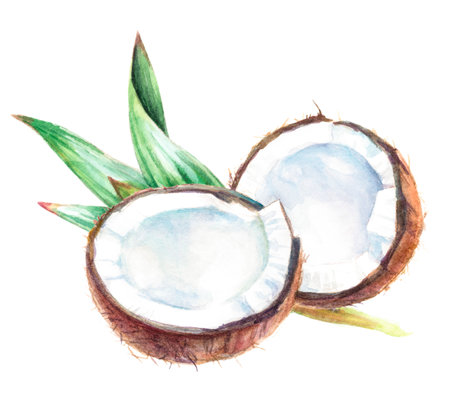 Watercolor of fresh coconut halves with tropical leaves, perfect for a summer and exotic vibeの写真素材