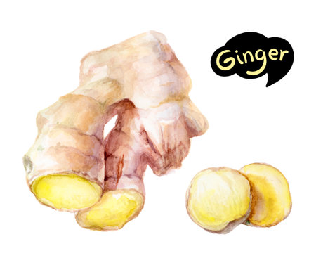 Watercolor painting of ginger root and slices, showcasing its scent and culinary applicationsの写真素材