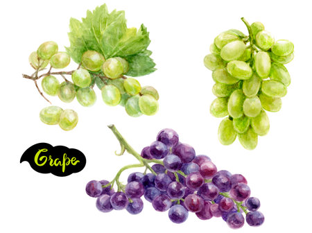Watercolor illustration of green and purple grapes, ideal for art, design, and food projectsの写真素材