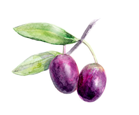 Watercolor illustration of olive branches and olives, perfect for vintagestyle designsの写真素材