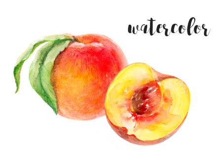 Watercolor painting of a peach, whole and cut, with vibrant colors realistic and expressive artの写真素材