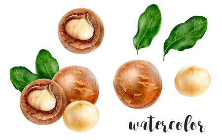Beautiful Watercolor Illustration Featuring an Macadamia of Nuts and Delicate Leavesの写真素材
