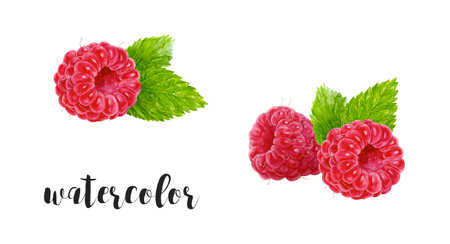 Experience the beauty of Vibrant Watercolor Raspberries adorned with Fresh Mint Leavesの写真素材