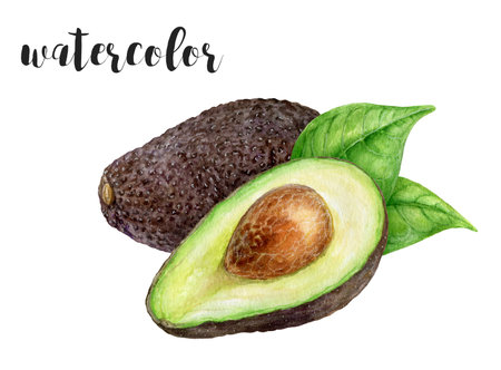 Beautiful Watercolor Illustration of Fresh Avocados Showcasing Their Vibrant Colorsの写真素材