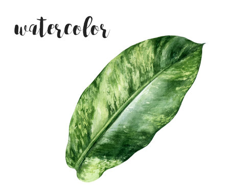 Hand-Painted Watercolor Aglaonema Leaf Botanical Illustrationの写真素材