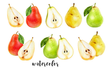 Hand-Painted Watercolor Pear Set Botanical Illustrationの写真素材