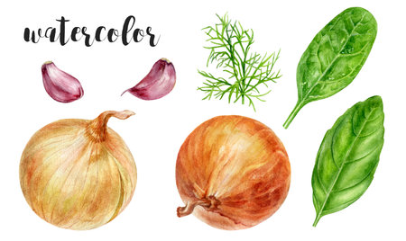 Hand-Painted Watercolor Green Onion, Dill, Garlic, Spinach, and Basil Botanical Illustrationの写真素材
