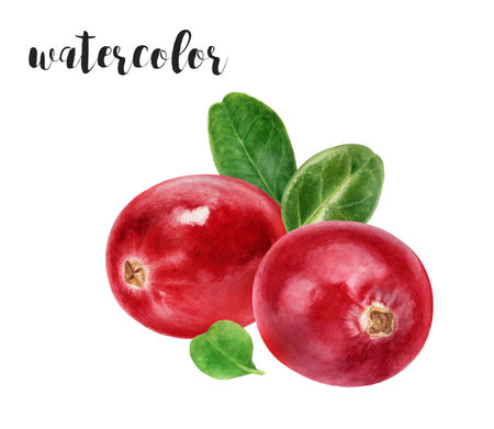 Hand-Painted Watercolor Lingonberry Botanical Illustrationの写真素材