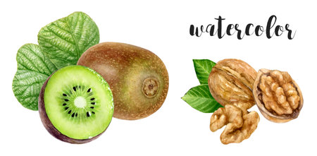 Hand-Painted Watercolor Kiwi and Walnut Botanical Illustrationの写真素材
