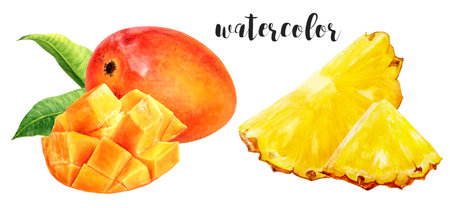 Hand-Painted Watercolor Mango and Pineapple Botanical Illustrationの写真素材