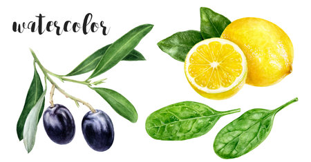 Hand-Painted Watercolor Lemon, Spinach, and Black Olives Botanical Illustrationの写真素材