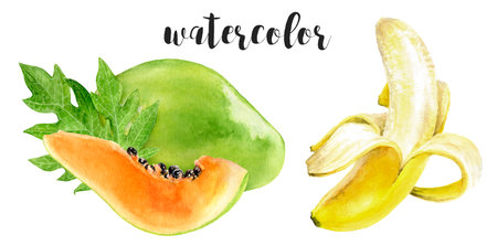 Hand-Painted Watercolor Papaya and Banana Botanical Illustration Isolated on Whiteの写真素材